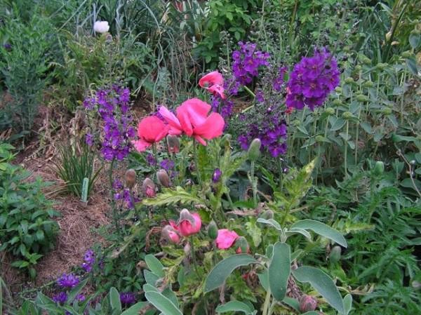 Verbascum phoeniceum (mit Staudenmohn, © Spender 32)