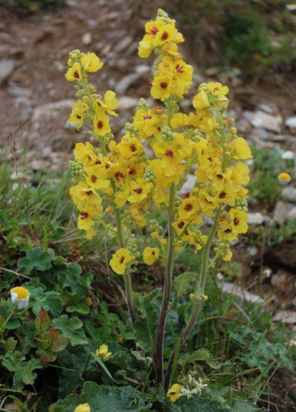 Verbascum pyramidatum, Foto vom 30.7. (© Spender 55)