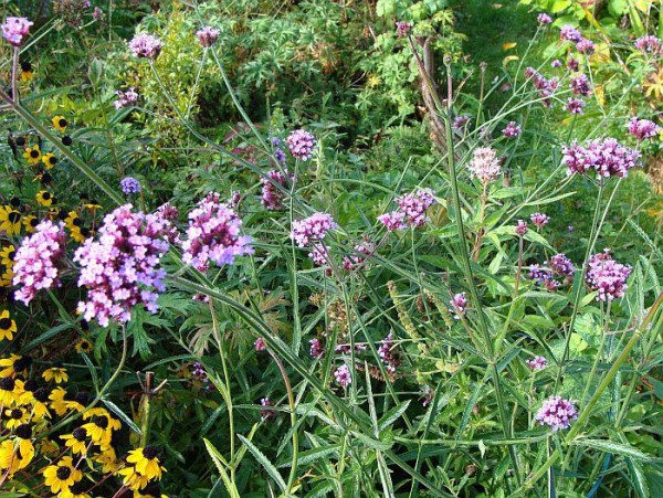 Verbena bonariensis, Foto vom 8.10. (© Spender 55)