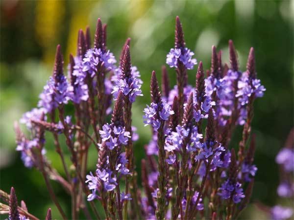 Verbena hastata (© Spender 319)