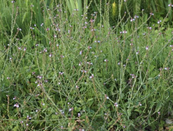 Verbena officinalis (© Spender 319)