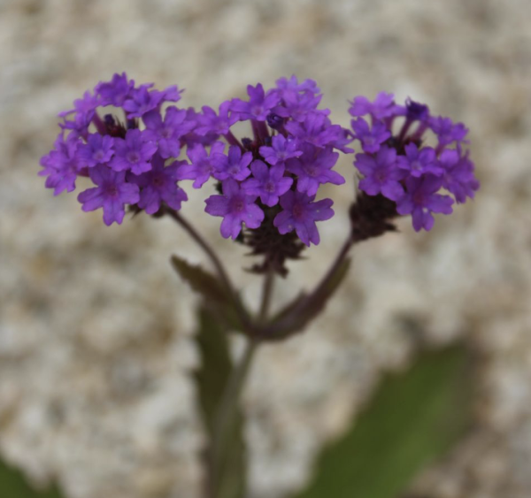Verbena rigida, Foto vom 12. Juli (© Spender 86)