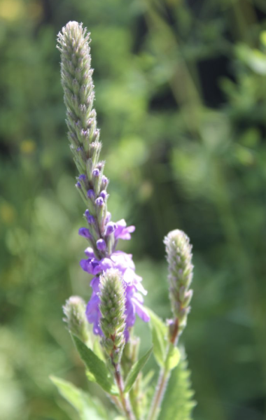 Verbena stricta, Foto vom 14. Juli (© Spender 86)