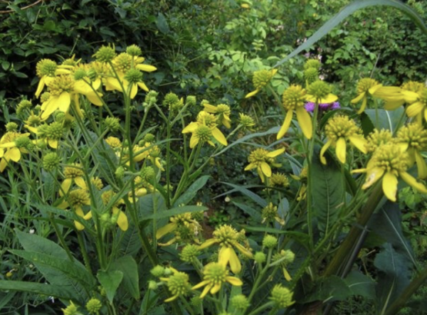 Verbesina alternifolia (© Spender 32)