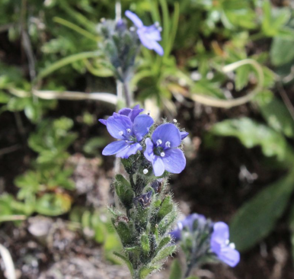 Veronica bellidioides am Naturstandort, Foto vom 22. Juni (© Spender 55)