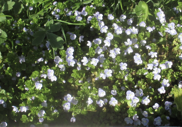 Veronica filiformis, Foto vom 10. April (© Spender 240)