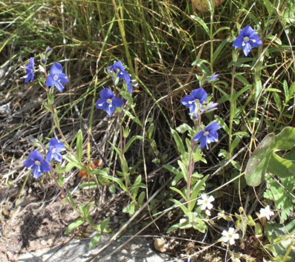 Veronica fruticans am Naturstandort, Foto vom 25. Juni (© Spender 55)