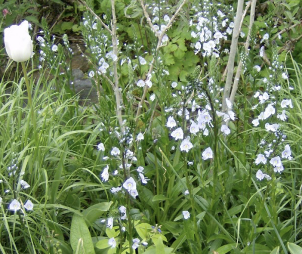 Veronica gentianoides (© Spender 240)