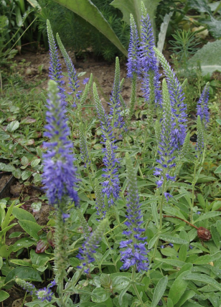 Veronica incana, Foto vom 21. Juni (© Spender 55)