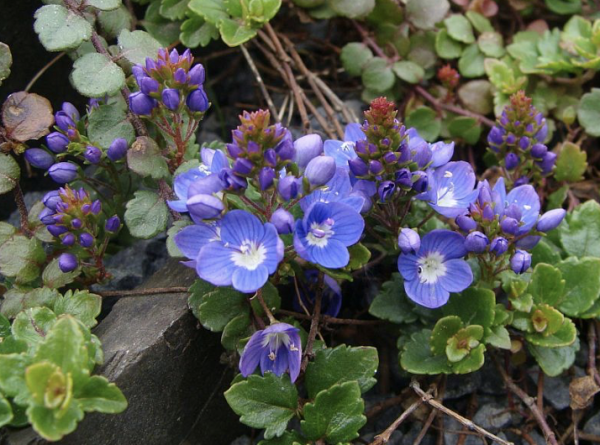 Veronica liwanensis, Foto vom 8. Mai (© Spender 55)
