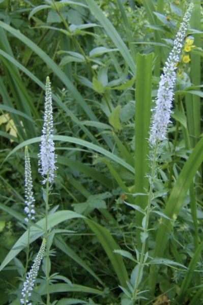 Veronica longifolia, Wildform (© Spender 240)