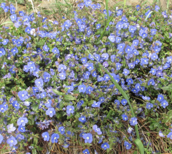 Veronica peduncularis, Foto vom 29. März (© Spender 240)