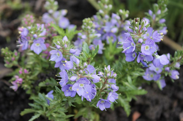 Veronica prostrata, Foto vom 22. April (© Spender 86)