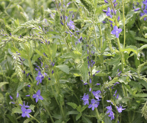 Veronica teucrium, Foto vom 30. Mai (© Spender 86)