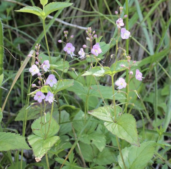 Veronica urticifolia am Naturstandort, Foto vom 25. Juni (© Spender 55)