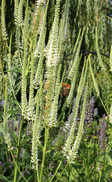 Veronicastrum virginicum, Foto vom 16. Juli (© Spender 86)