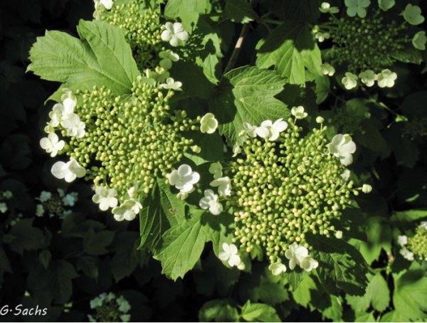Viburnum opulus, Foto vom 26. April (© Spender 319)