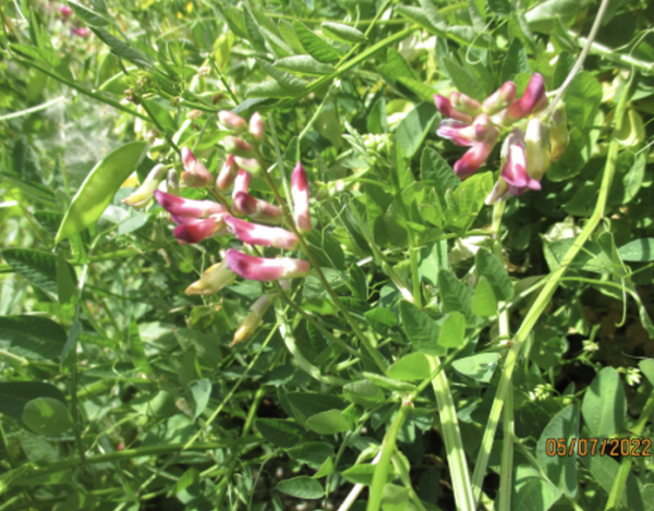 Vicia dumetorum (© Spender 240)