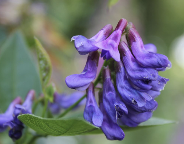 Vicia unijuga, Foto vom 30. Juni (© Spender 86)