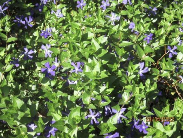 Vinca major, Foto vom 20. April (© Spender 240)