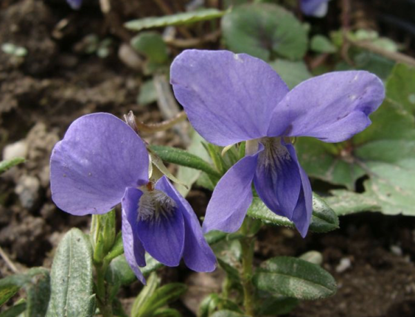 Viola hirsutula, Foto vom 1. Mai (© Spender 55)