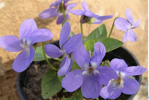 Viola pyrenaica, Foto vom 4. April (© Spender 55)