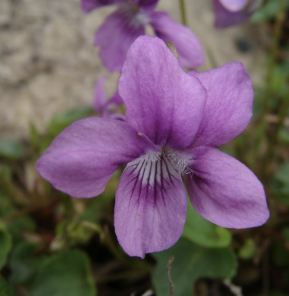 Viola riviniana 'Rosea', Foto vom 14. April (© Spender 55)