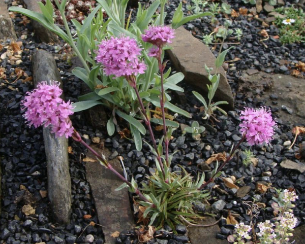 Viscaria alpina, Foto vom 30. April (© Spender 55)