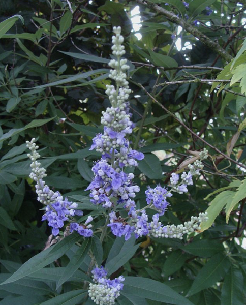 Vitex agnus-castus, Foto vom 7. August (© Spender 55)