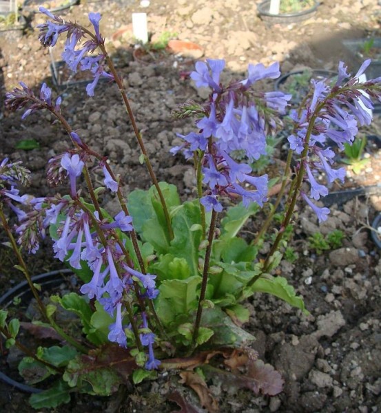 Foto vom 21.April. (© Spender 55)