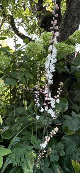 Actaea japonica, Foto vom 10.9. (© Spender 419)