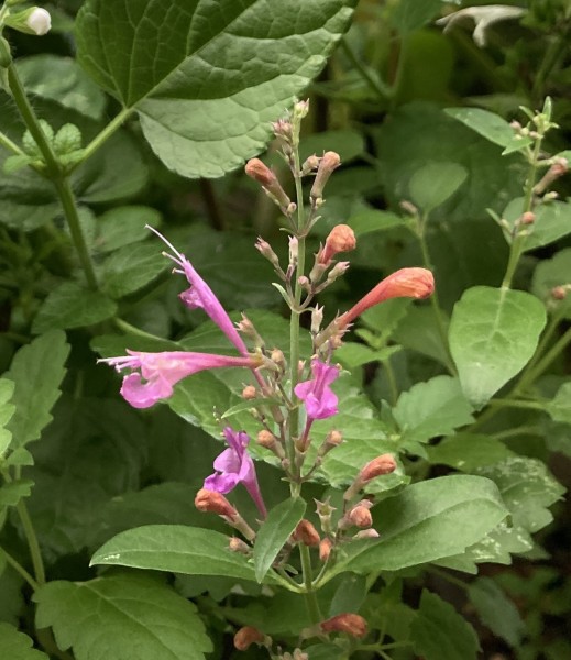 Agastache aurantiaca (© Spender 419)