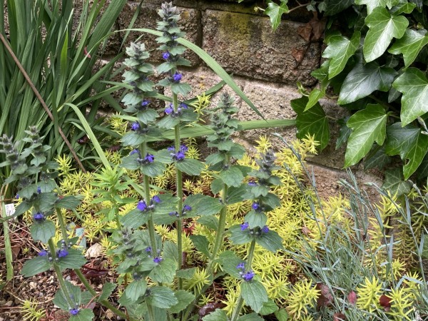 Ajuga genevensis, Foto vom 13.5. (© Spender 419)