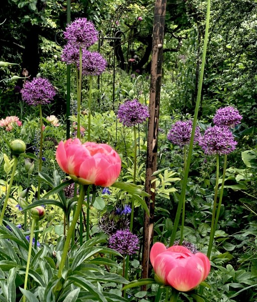 Allium altissimum, Sorte 'Goliath' (©  Spender 419) 