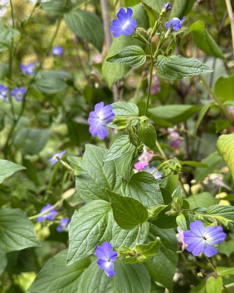 Browallia americana 'Blue Lady', Foto vom 15. September (© Spender 419)