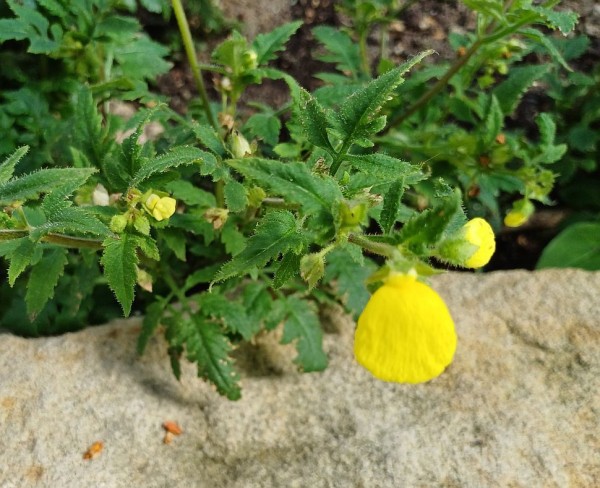 Calceolaria tripartita, Foto vom 26.7. (© Spender 55)