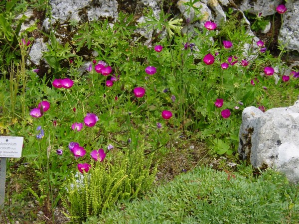 Callirhoe involucrata, BoGa Regenburg, Foto vom 30.6. (© Spender 419)
