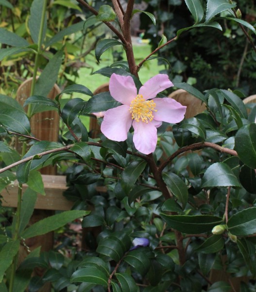Camellia sasanqua, Foto vom 27.10. (© Spender 55)