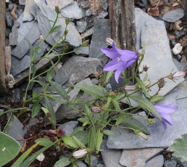 Campanula waldsteiniana, Foto vom 24.6. (© Spender 55)