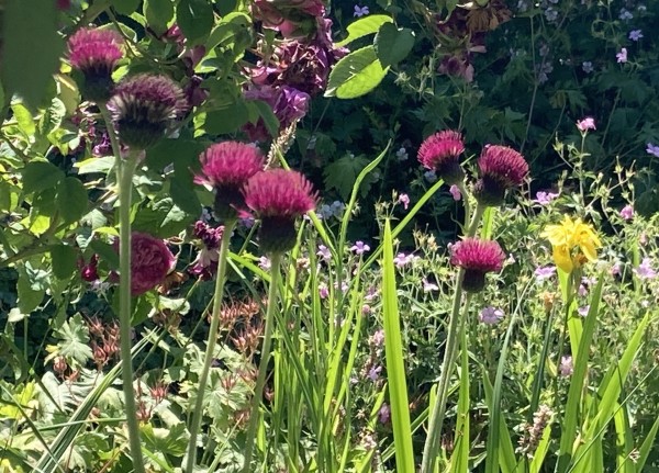 Cirsium rivulare (© Spender 419)