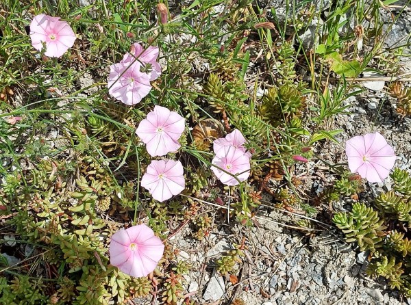 Convolvulus cantabrica, Foto vom 30.5. (© Spender 55)