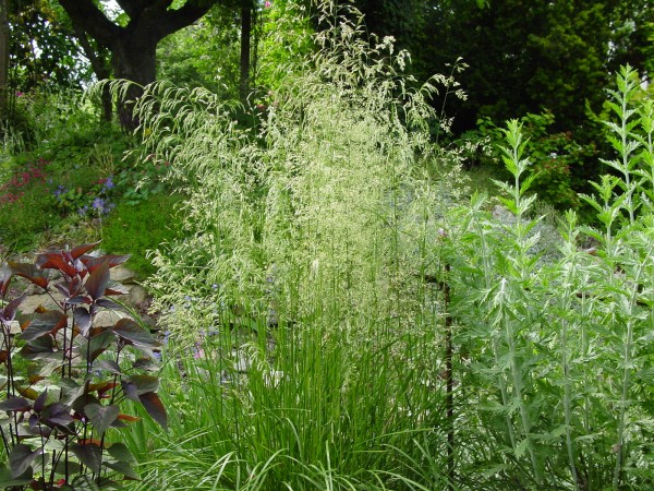 Deschampsia cespitosa, Foto vom 16.6. (© Spender 419)