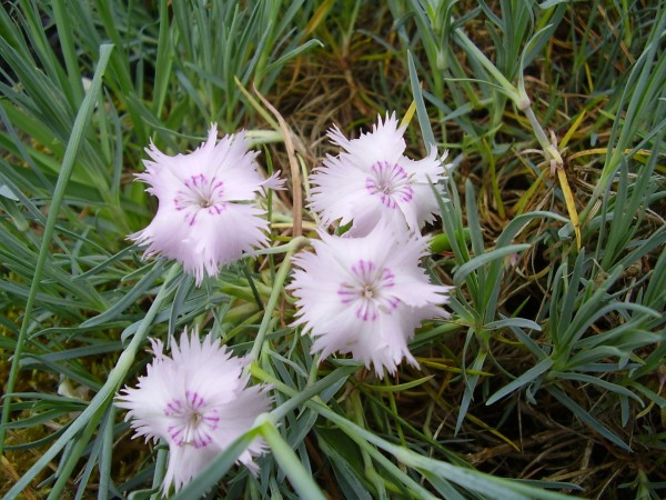 Dianthus arenarius Hybride, Foto vom 24.6. (© Spender 55)