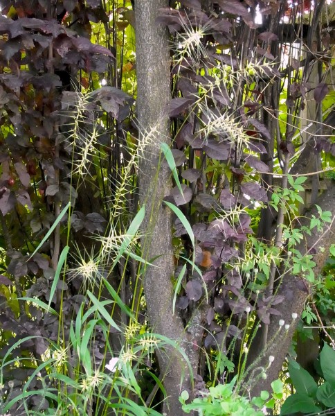 Elymus hystrix, Foto vom 4.7. (© Spender 419)