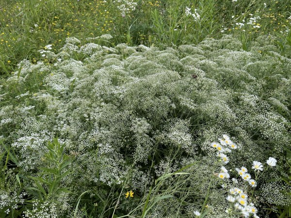 Falcaria vulgaris, Foto vom 10.7. (© Spender 419)