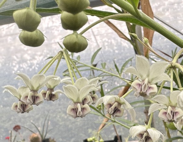 Gomphocarpus physocarpus, Foto vom 4.10. (© Spender 419)
