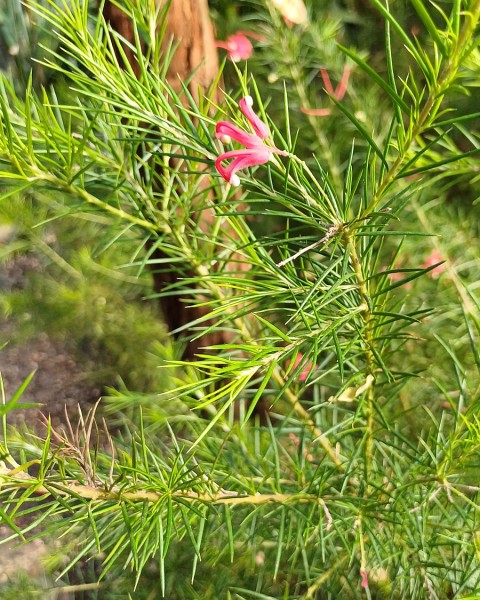 Grevillea rosmarinifolia, Foto vom 6.6. (© Spender 55)