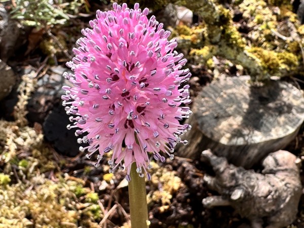Helonias bullata, Foto vom 7.4. (© Spender 419)