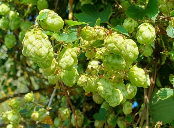 Humulus lupulus, weibliche Pflanze. Foto vom 17.9. (© Spender 55)