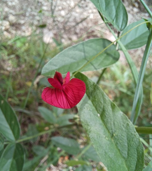 Lathyrus cicera, Foto vom 1.6. (© Spender 55)